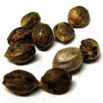Семена марихуаны АК-47  (Seeds AK-47) в Гвардейске